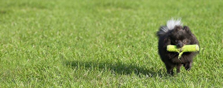 How to Train a Pomeranian to Fetch How to Train a Pomeranian to Fetch