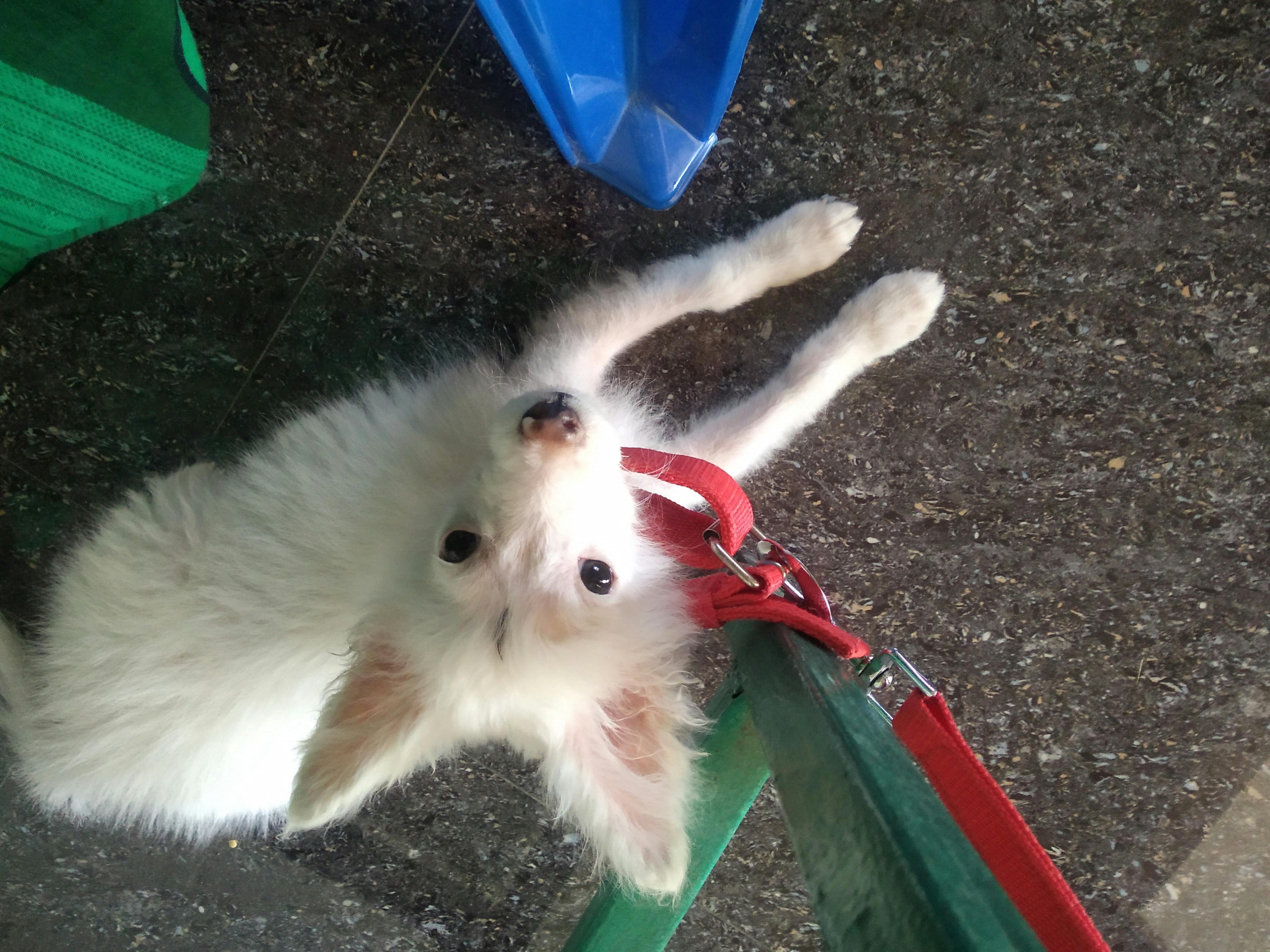 how to train pomeranian to pee outside