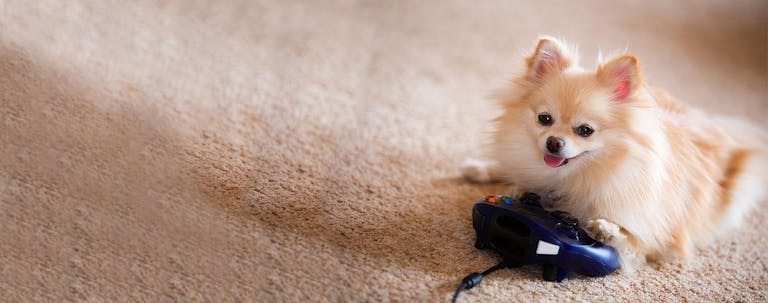 How to Train a Pomeranian to Stop Play Biting