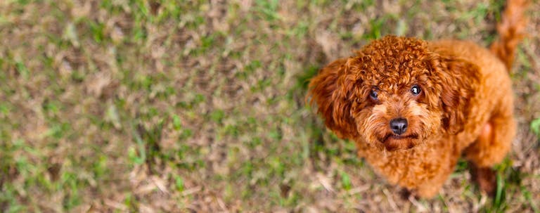 How to Train a Poodle Puppy to Sit