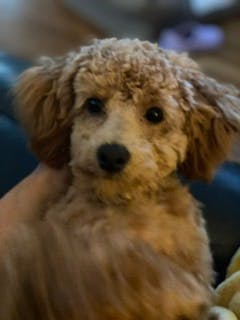 how to train a toy poodle not to bark