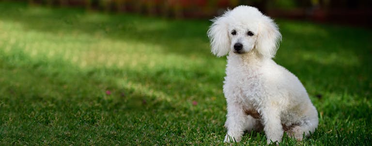 How to Train a Poodle to Stay