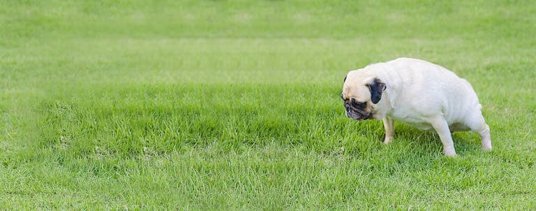 How to Train a Pug to Pee Outside