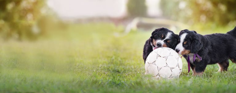 How to Train a Puppy to be Friendly with Other Dogs How to Train a Puppy to be Friendly with Other Dogs