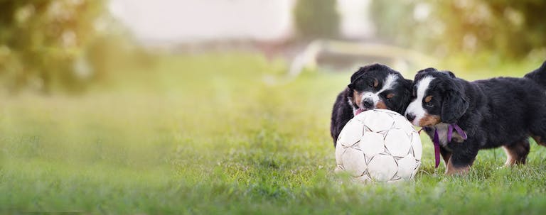 How to Train a Puppy to be Friendly with Other Dogs