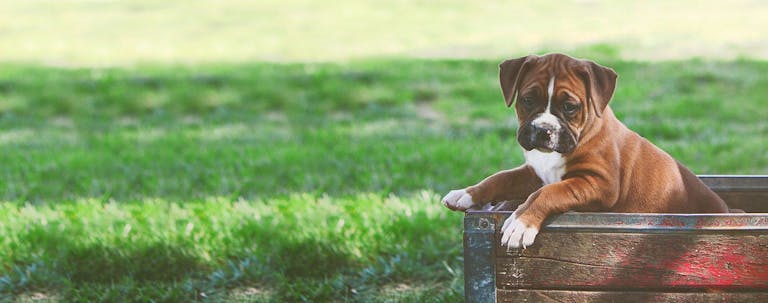 How to Train a Puppy to Like a Crate