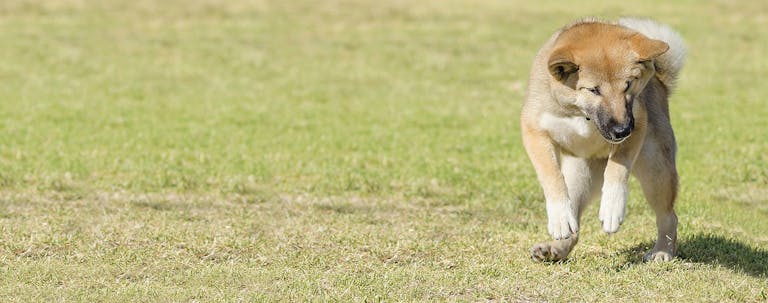 How to Train a Puppy to Like a Horse How to Train a Puppy to Like a Horse
