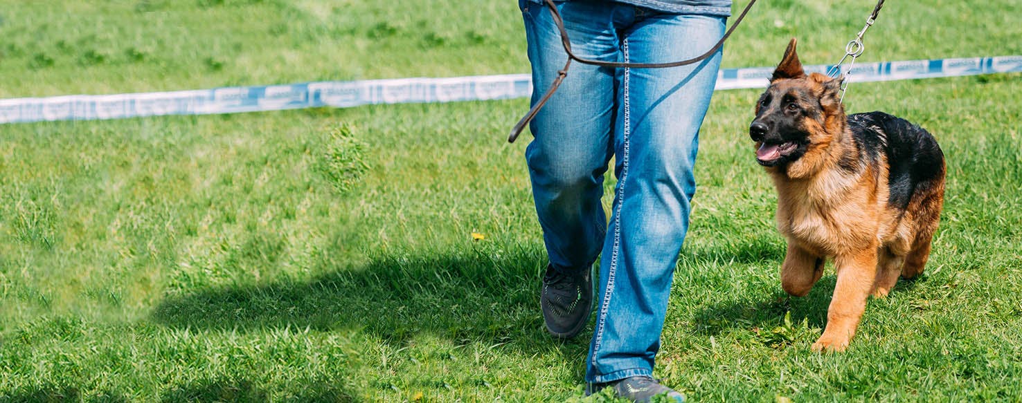 How to Train a Puppy to Like You Wag!