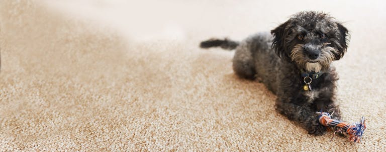 How to Train a Puppy to Not Chew Carpet
