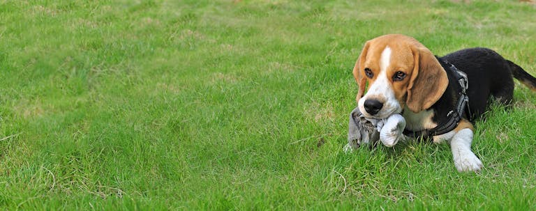 How to Train a Puppy to Not Chew Socks