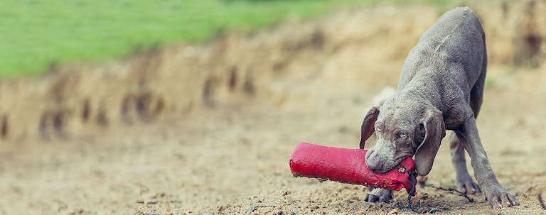 How to Train a Puppy to Play 'Find the Treat' How to Train a Puppy to Play 'Find the Treat'