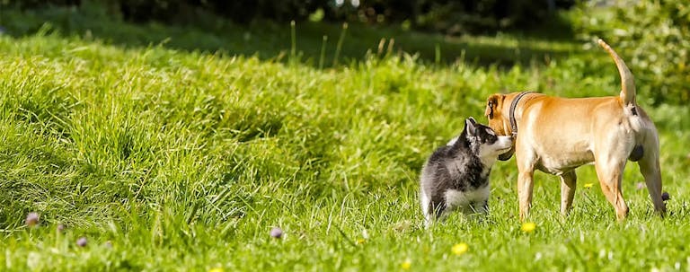 How to Train a Puppy to Respect an Older Dog