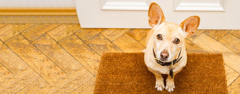 How to Train a Puppy to Sit on a Mat How to Train a Puppy to Sit on a Mat