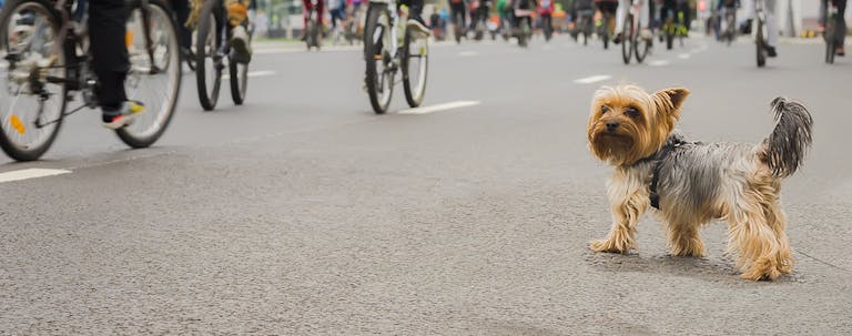 How to Train a Puppy to Stop Barking at Bikers
