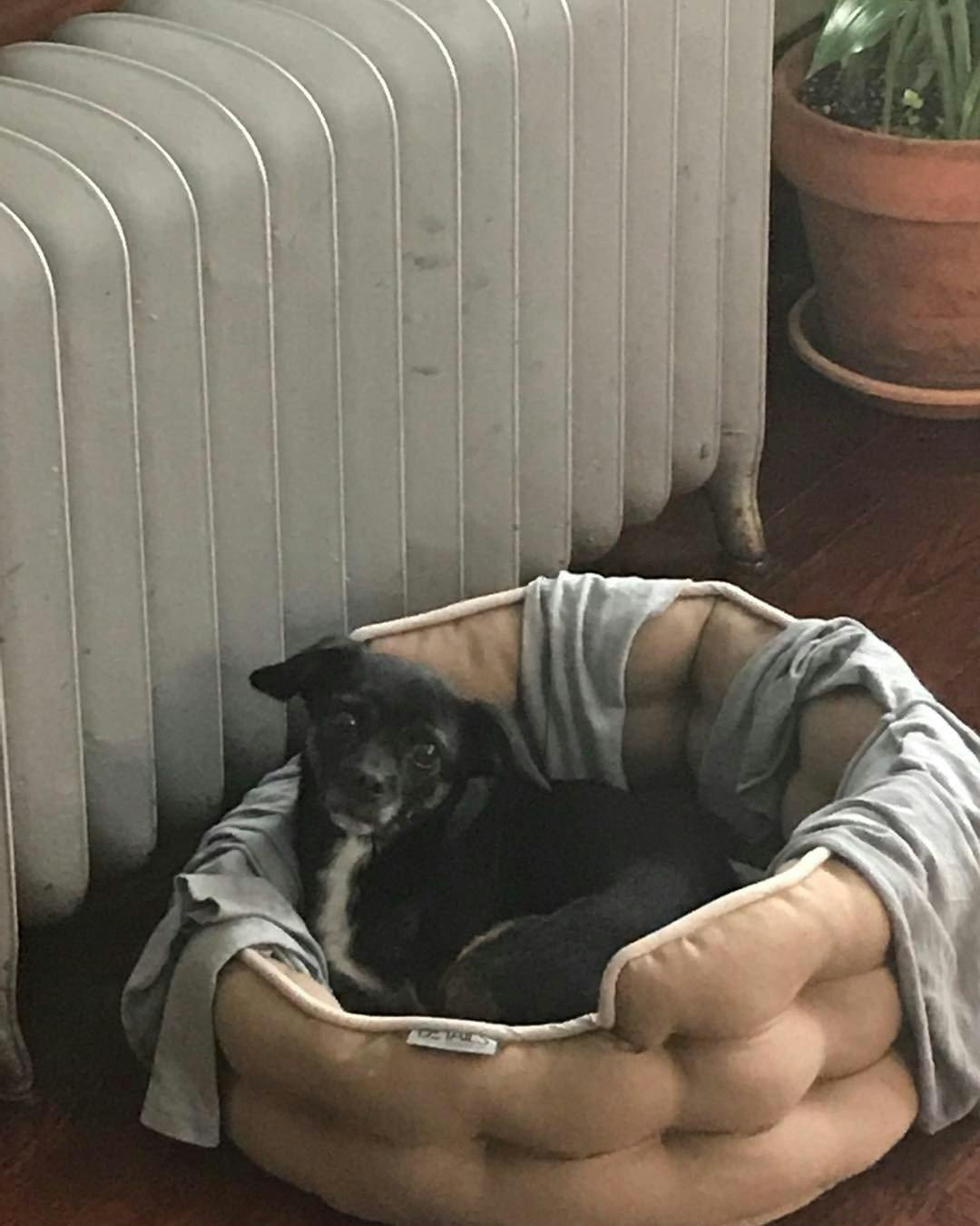 How To Stop A Rat Terrier From Barking