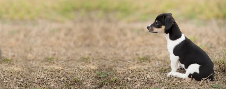 How to Train a Rat Terrier to Sit