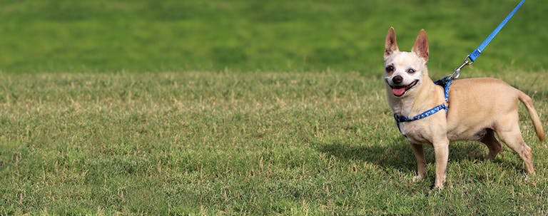 How to Train a Rescue Chihuahua to Do Easy Tricks How to Train a Rescue Chihuahua to Do Easy Tricks