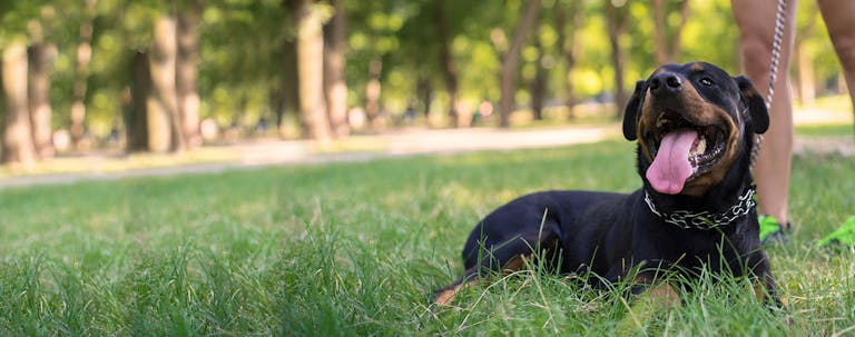 How to Train a Rottweiler on a Leash