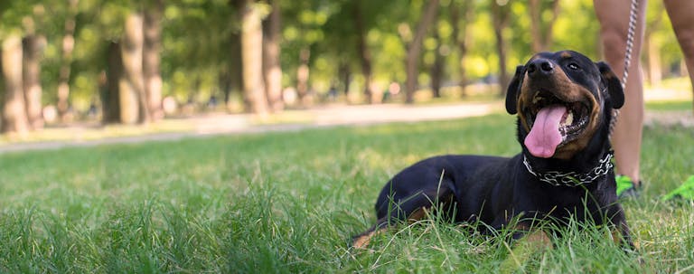 How to Train a Rottweiler on a Leash How to Train a Rottweiler on a Leash