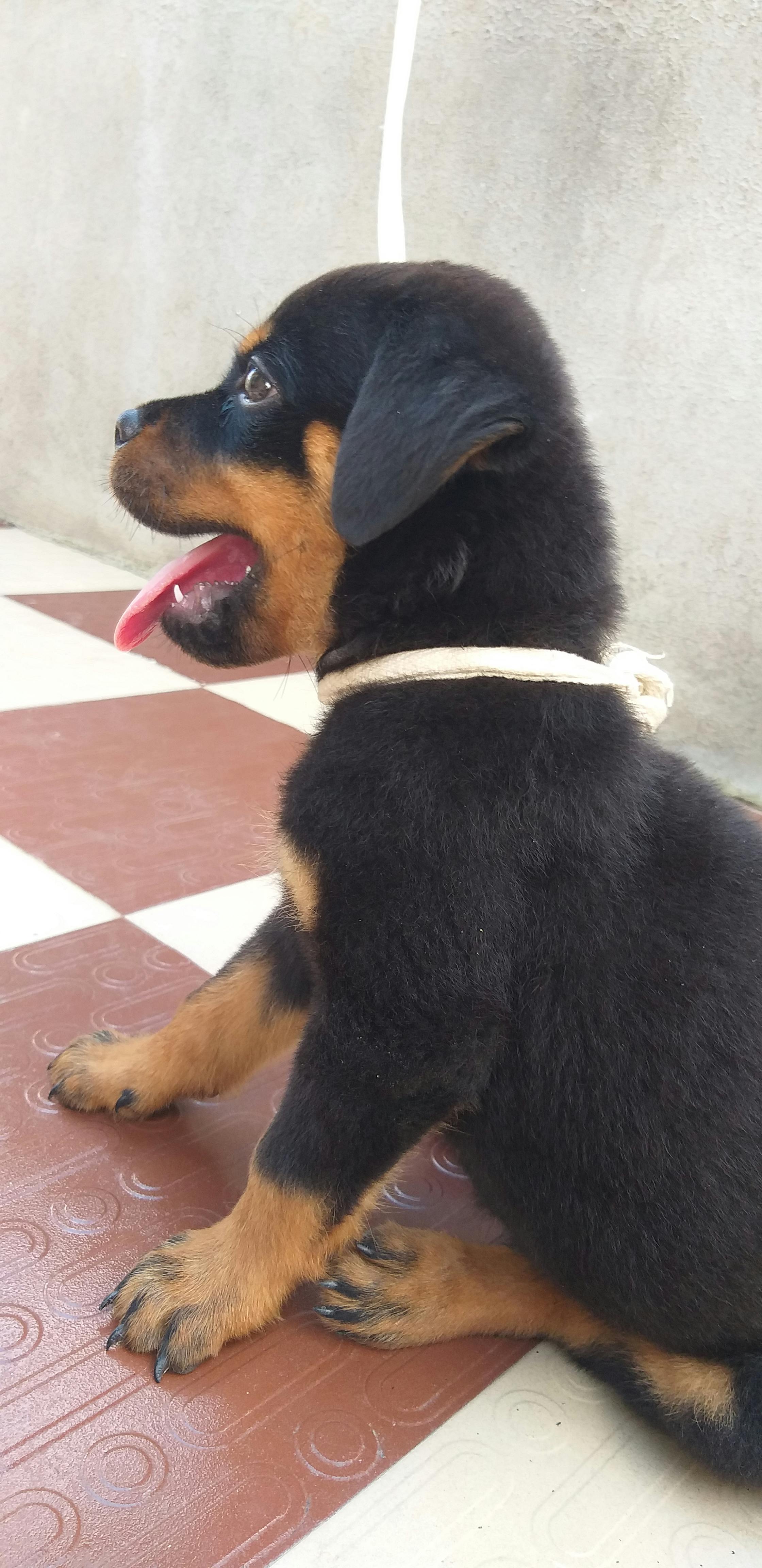 rottweiler puppy keeps biting