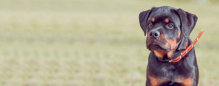 How to Train a Rottweiler to Be Obedient