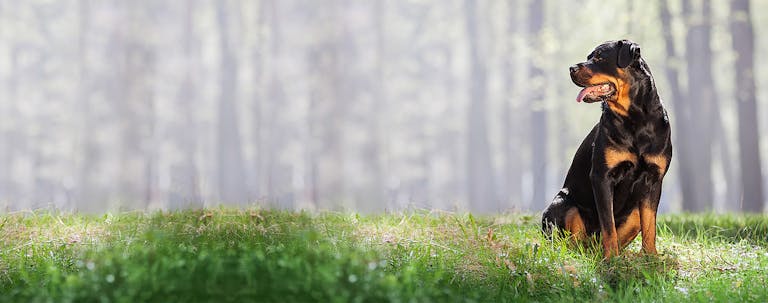 How to Train a Rottweiler to Speak How to Train a Rottweiler to Speak