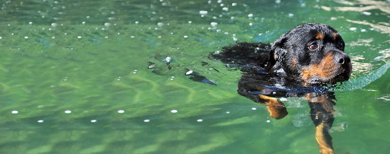 How to Train a Rottweiler to Swim