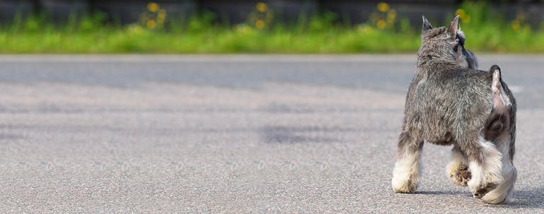 How to Train a Schnauzer to Stop Barking How to Train a Schnauzer to Stop Barking