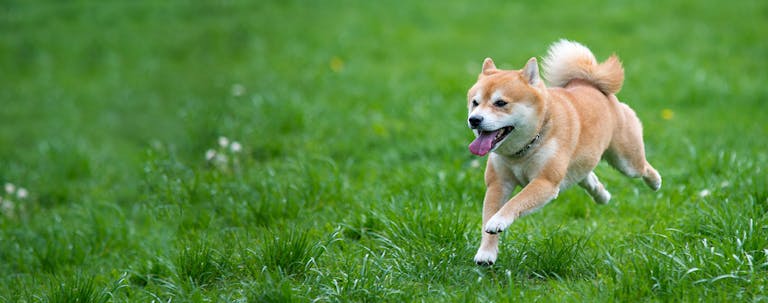 How to Train a Shiba Inu to Come