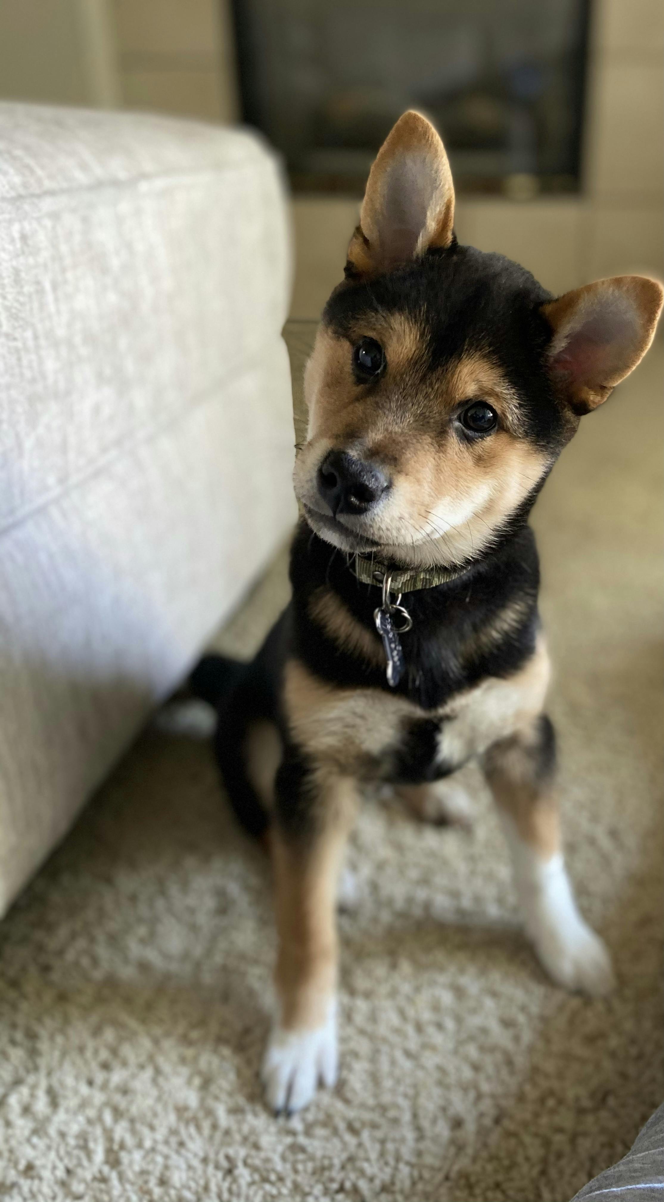 do shiba inus bite a lot