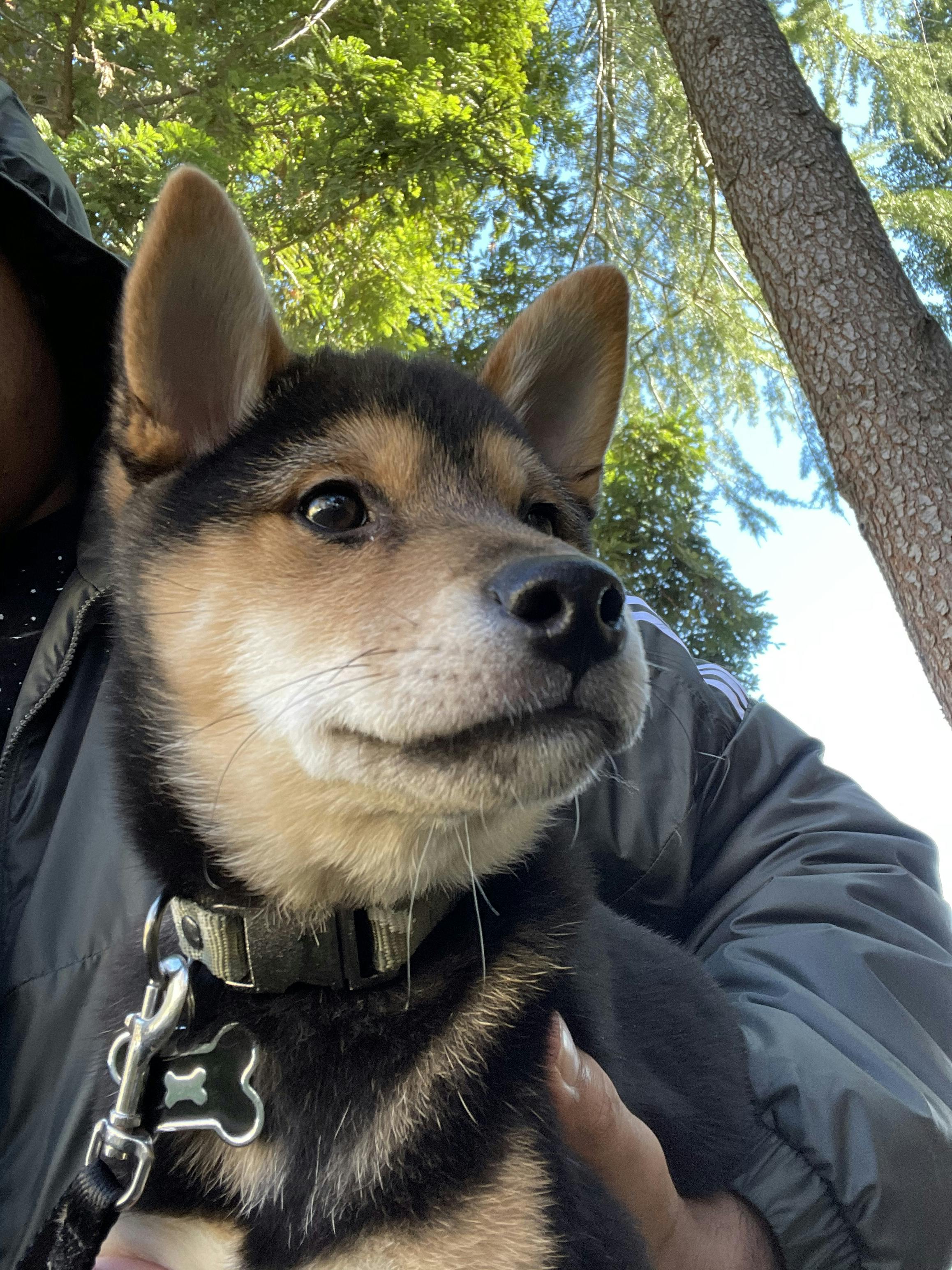 do shiba inus bite a lot