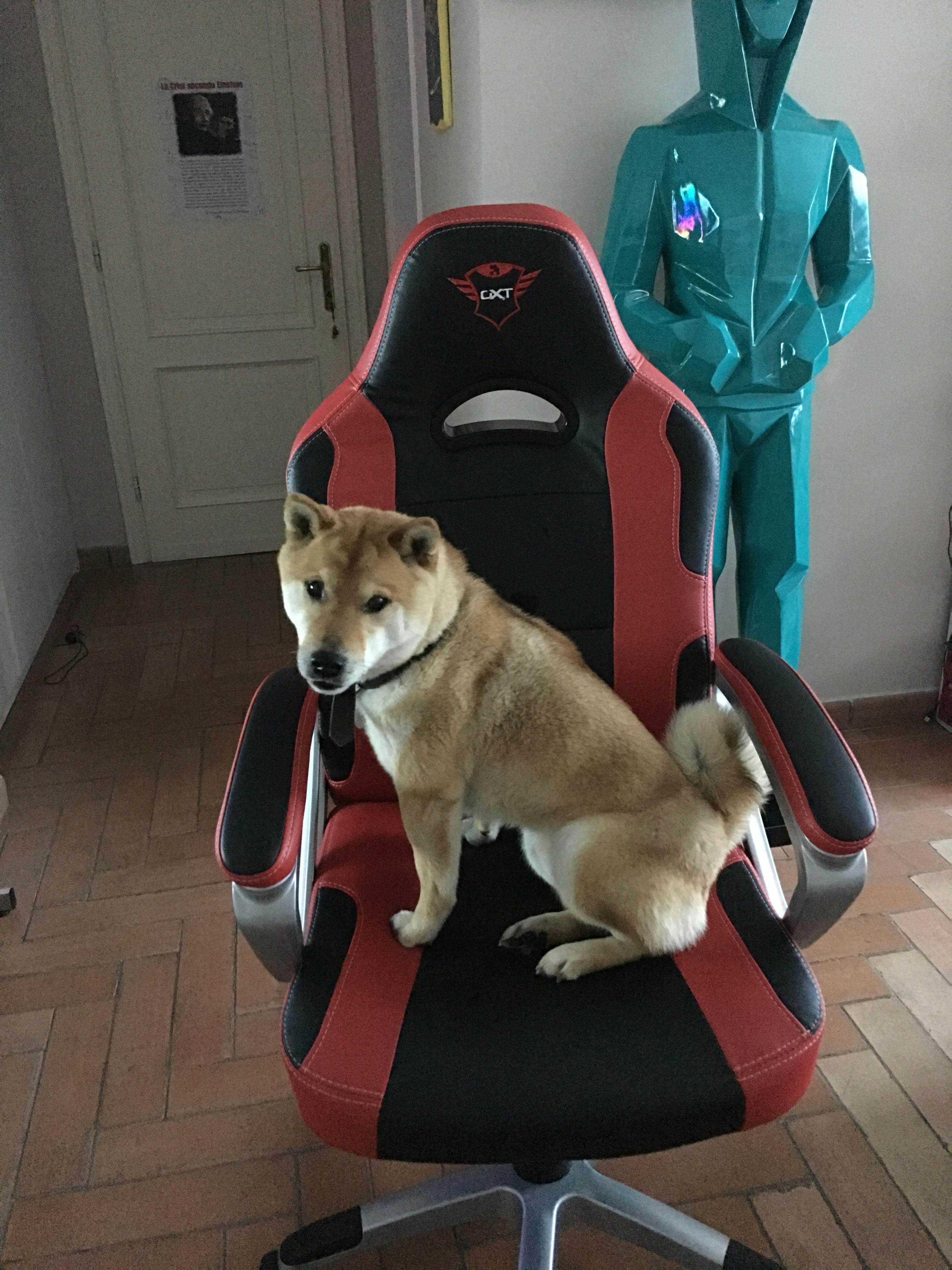 How To Train A Shiba Inu To Not Run Away