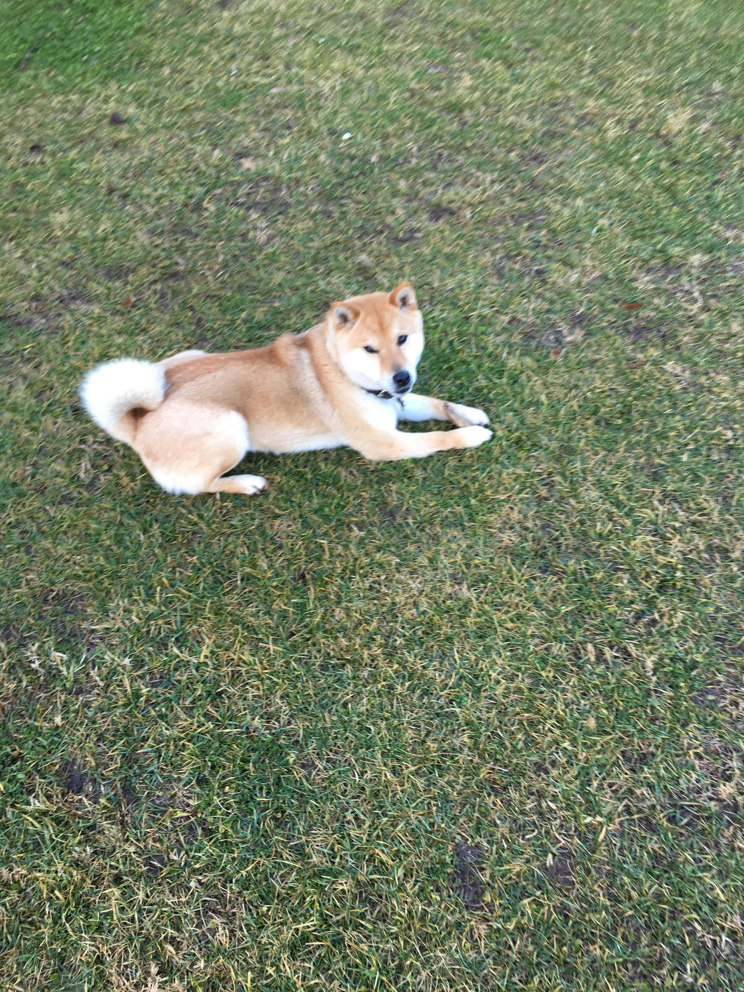 How To Train A Shiba Inu To Not Run Away