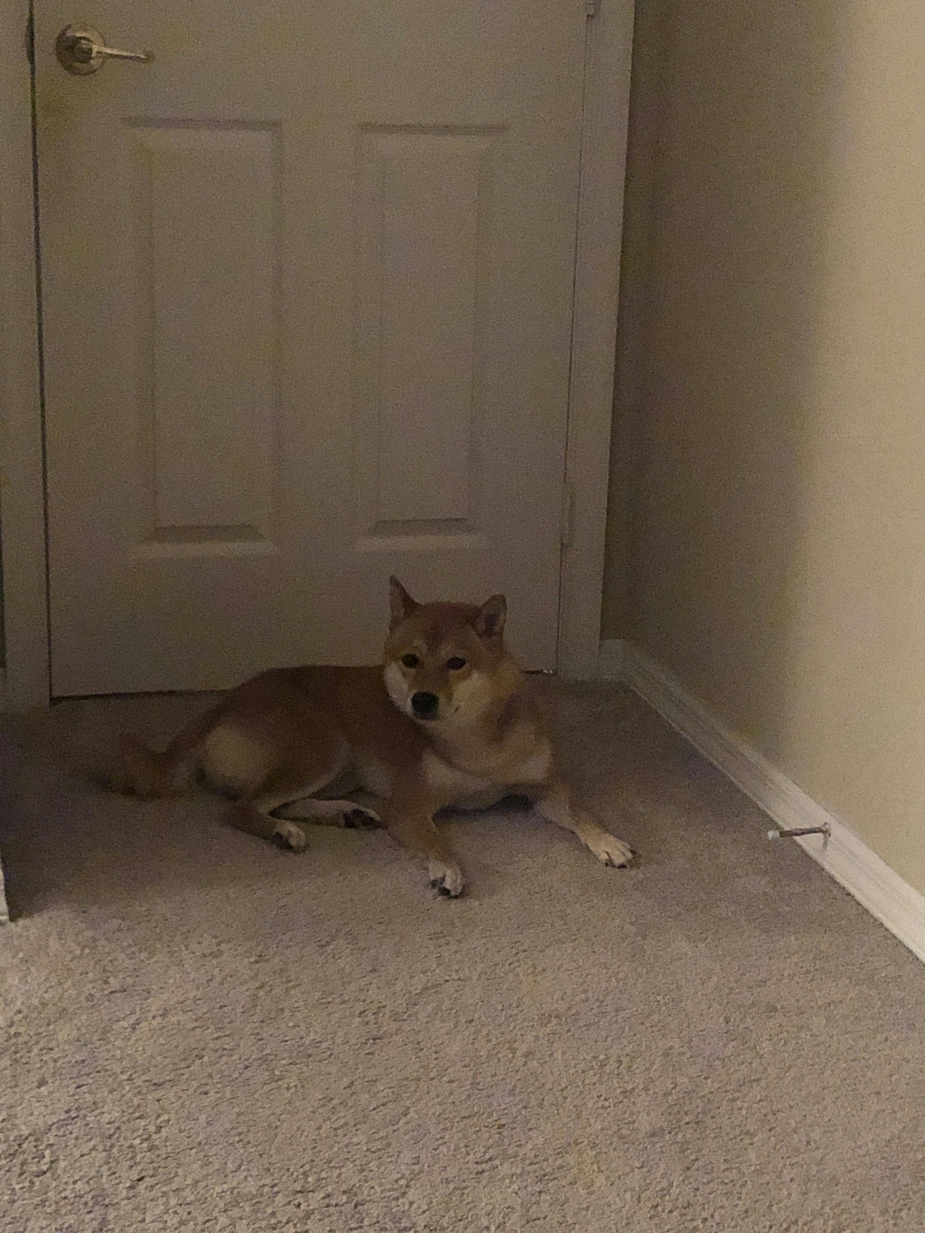 How To Train A Shiba Inu To Not Run Away