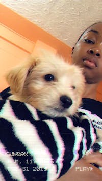 How To Train A Shih Tzu Puppy To Not Bark