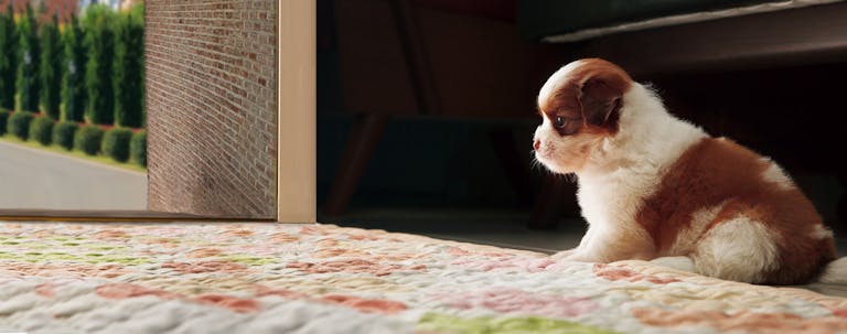 How to Train a Shih Tzu Puppy to Sit