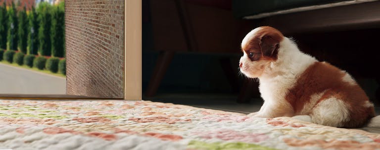 How to Train a Shih Tzu Puppy to Sit How to Train a Shih Tzu Puppy to Sit