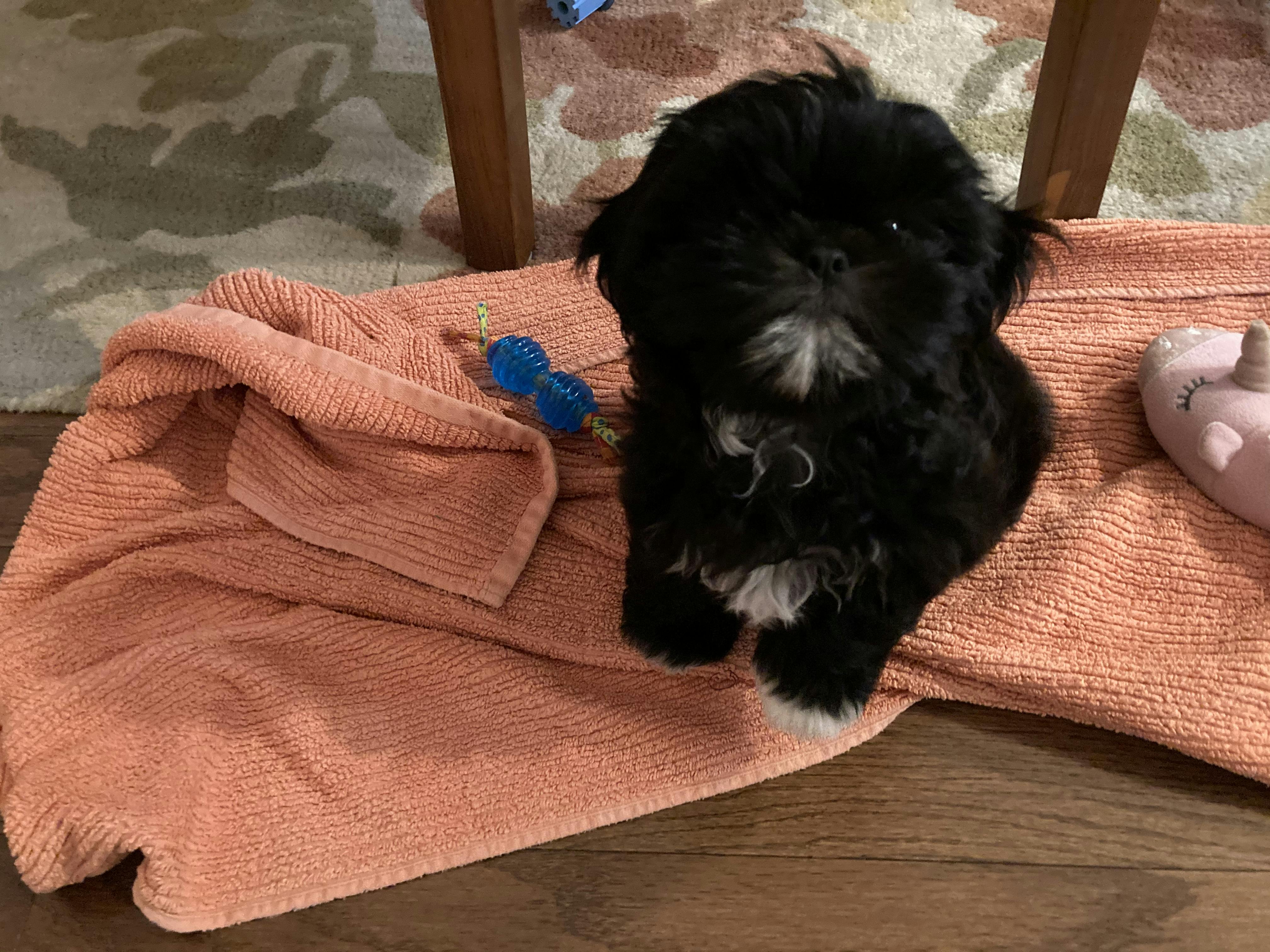 How to Train a Shih Tzu to Pee and Poop Outside Wag!