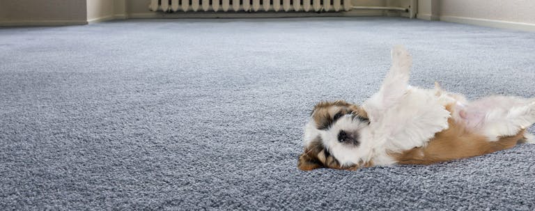 How to Train a Shih Tzu to Roll Over