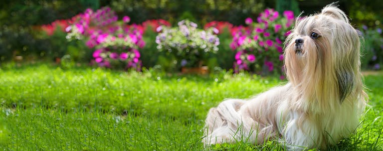 How to Train a Shih Tzu to Sit How to Train a Shih Tzu to Sit