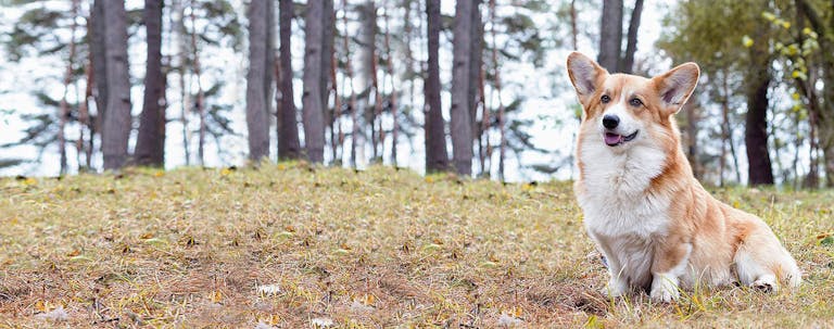 How to Train a Small Dog Basic Obedience How to Train a Small Dog Basic Obedience
