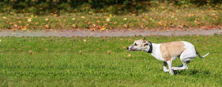 How to Train a Whippet to Come Back