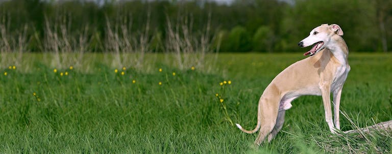 How to Train a Whippet to Not Chase