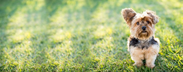 How to Train a Yorkshire Terrier to Not Bark