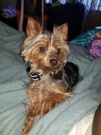 How To Train A Yorkshire Terrier Not Bark Train A Yorkshire Terrier To Not Bark
