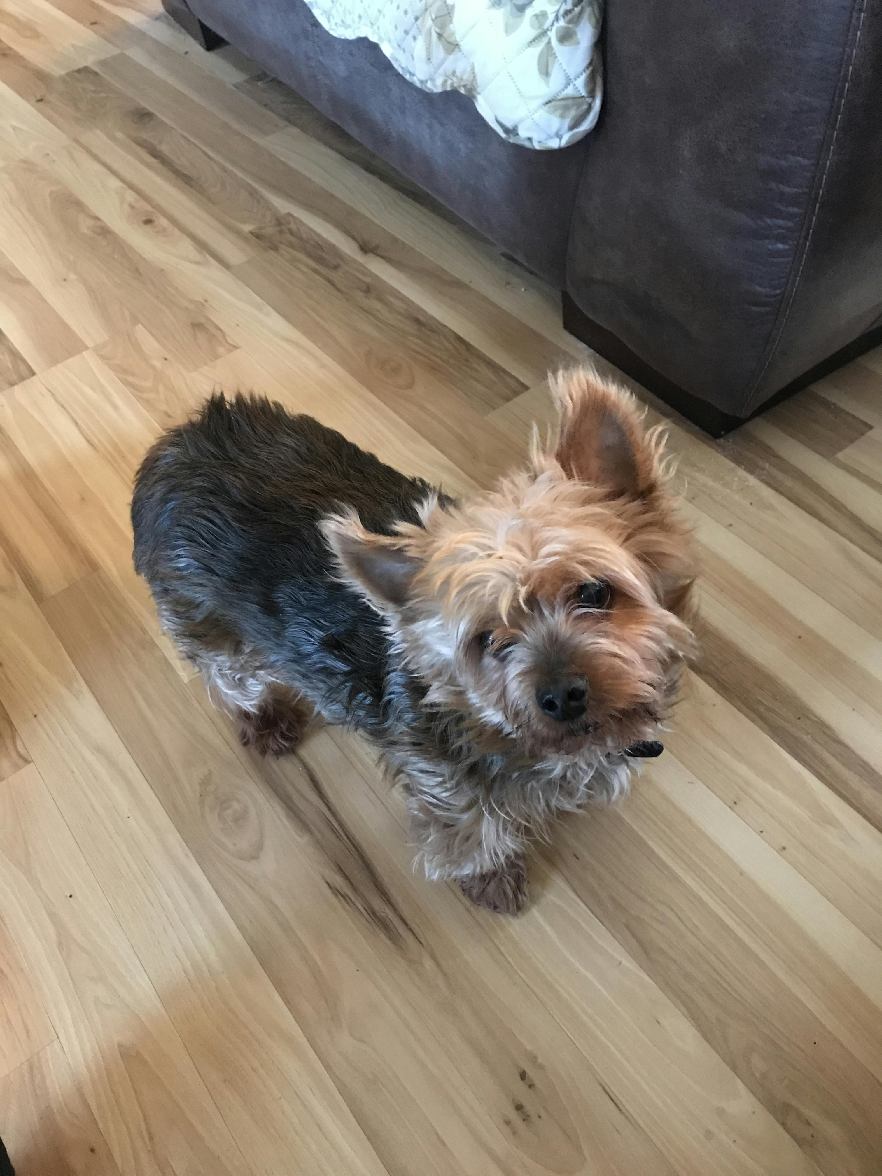 how to train a yorkie to pee on pad