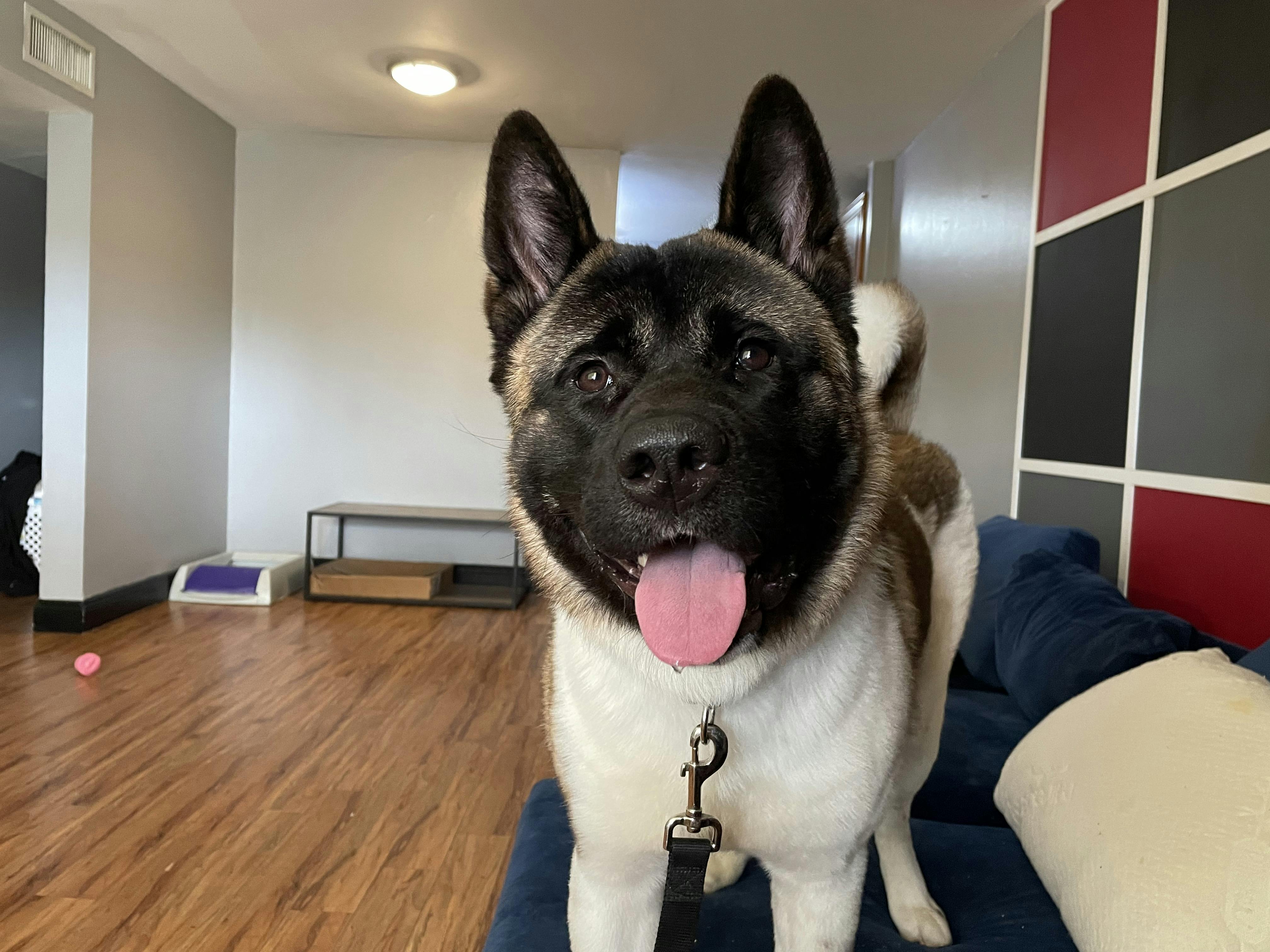 Akita store puppy biting