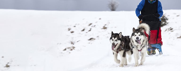 How to Train an Alaskan Malamute to Pull a Sled