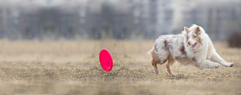 How to Train an Australian Shepherd to Fetch