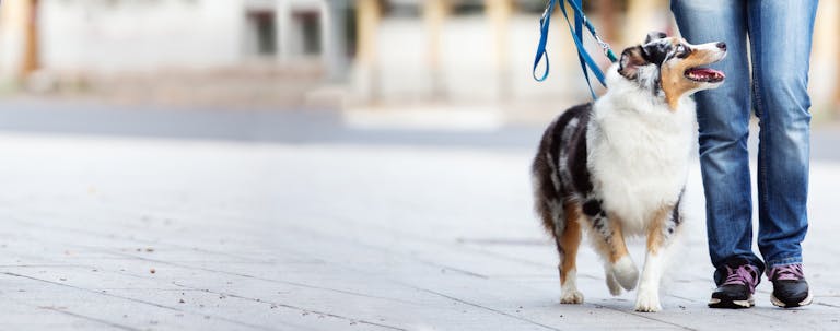 How to Train an Australian Shepherd to Walk on a Leash